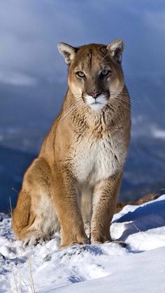 a mountain lion is sitting in the snow