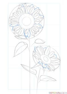 how to draw a sunflower step by step