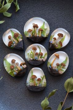 six glass rocks with plants and mushrooms in them