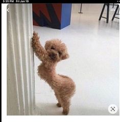 a small brown dog standing on its hind legs and pawing at the door handle