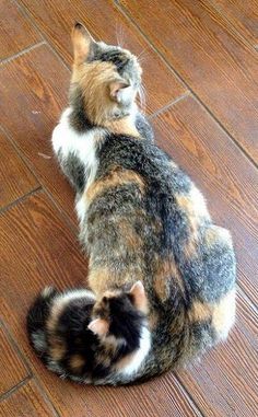 two cats are sitting on the floor and one is rubbing its head against the other