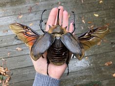 a person holding up a large insect in the palm of their hand, with two antennaes attached to it