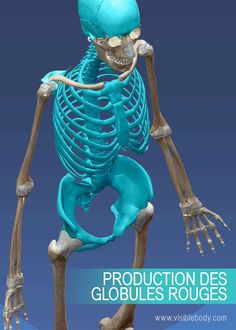 Production de globules rouges dans la région abdominale du squelette axial Human Body Muscles, Brain Art, Technology Life