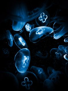 some jellyfish are glowing in the dark water and it looks like they're floating