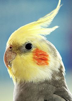 a yellow and gray bird with red markings on it's face