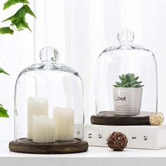 two glass clochetes with candles and a potted plant