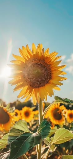 a large sunflower standing in the middle of a field