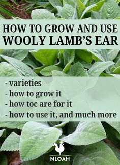 the words how to grow and use wooly lamb's ear on top of green leaves