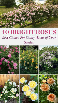 Rose Varieties Perfect for Shaded Gardens Lady Of Shallot Rose, Roses For Shade, Roses Varieties, Lady Of Shallot, Roses Only, Best Roses, Rose Varieties, Shrub Roses, Flower Gardening