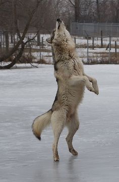 a dog jumping up to catch a frisbee on an ice - covered field