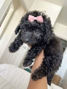 a small black dog with a pink bow on it's head is held in someones arm