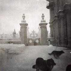 black and white photograph of two dogs running in the snow