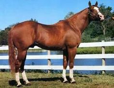 a brown horse standing next to a white fence