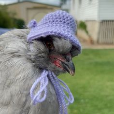 a close up of a bird wearing a knitted hat