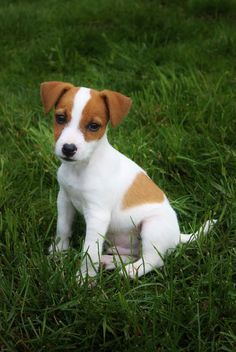 a small brown and white dog sitting in the grass