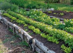 a garden with various plants growing in it