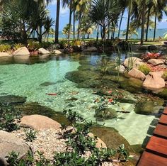 a small pond surrounded by palm trees and rocks