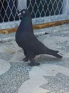 a black bird standing on the ground next to a fence