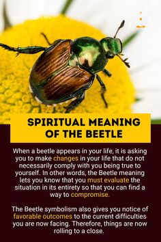 a beetle sitting on top of a yellow flower next to a white and brown background