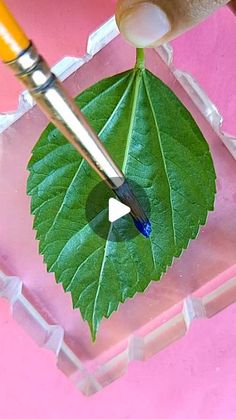 a person cutting a leaf with a sharp knife on a piece of clear plastic material