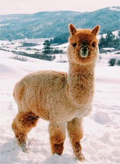 an alpaca standing in the snow with mountains in the background