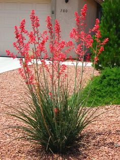 red flowers are blooming in front of a house with gravel and grass on the ground