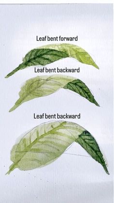 three green leaves with the words leaf bent forward, leaf bent backward and leaf bent backwards