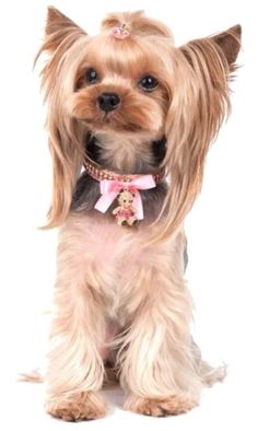 a small brown dog wearing a pink collar and bow tie on it's neck