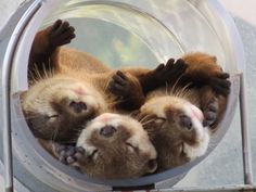 three ferrets are in a round glass container