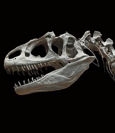 a dinosaur skeleton is shown with its mouth open and it's teeth still intact