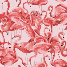 pink flamingos are featured in this image