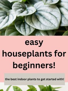 zz plants and peperomia that are easy to grow Best Indoor Plants For Beginners, Beginner Plants, Indoor Plants For Beginners, Houseplants For Beginners, Plants For Beginners, Easy To Grow Houseplants