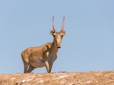 an antelope standing on top of a dirt hill