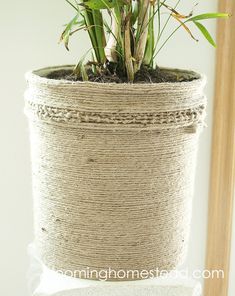 a potted plant with green plants in it