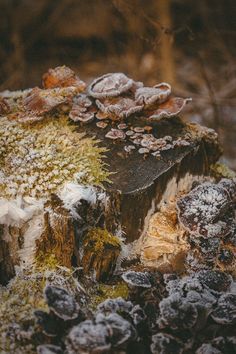 mushrooms and moss growing on the side of a tree stump in winter time, covered with snow