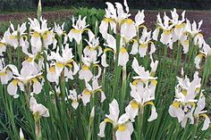 white and yellow flowers are growing in the grass