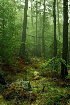 a forest filled with lots of tall trees and green moss growing on the ground next to rocks