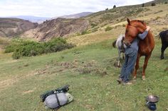 a man standing next to a brown horse on top of a lush green hillside