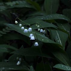 some white flowers and green leaves in the rain