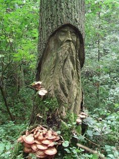 a tree stump with a face carved into it in the woods next to some mushrooms