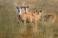 two deer standing next to each other on a dry grass covered field with tall grasses