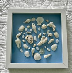 sea shells are arranged in a shadow box