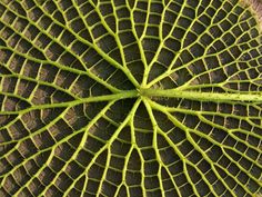 the top view of a large green leaf