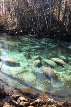 the water is crystal clear and green with rocks in it, as well as trees