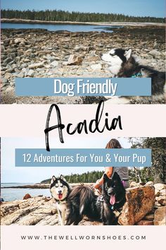 two dogs sitting on rocks with the words, dog friendly arcadia adventures for you and your pup