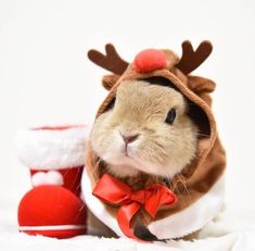 a small rodent wearing a reindeer outfit