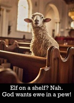 a sheep sitting in the pews of a church with a caption that reads, elf on a shelf nah god wants eve in a pew