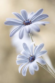 two blue daisies are shown in close up