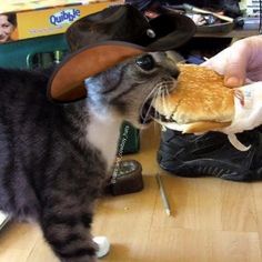 a cat is eating a hamburger while wearing a cowboy hat