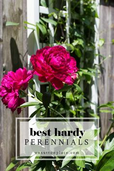 pink flowers growing in the middle of a garden with text overlay reading growing peonies